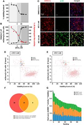 Dual Blockade of Misfolded Alpha-Sarcoglycan Degradation by Bortezomib and Givinostat Combination